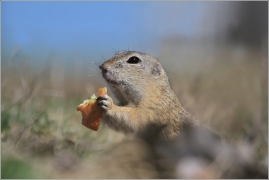 <p>SYSEL OBECNÝ (Spermophilus citellus) /European ground squirrel - Europäischer Ziesel/</p>